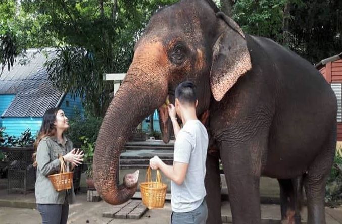 One Day Khao Yai National Park & Elephant Feeding Tour